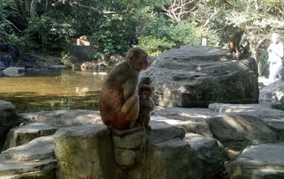 南湾猴岛旅游攻略，南湾猴岛门票优惠政策