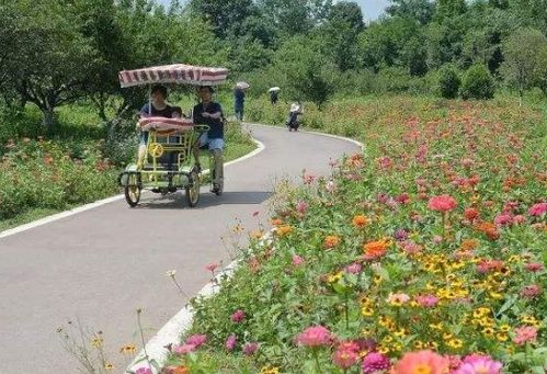 plmm走花路是什么意思，一路生花表达什么意思