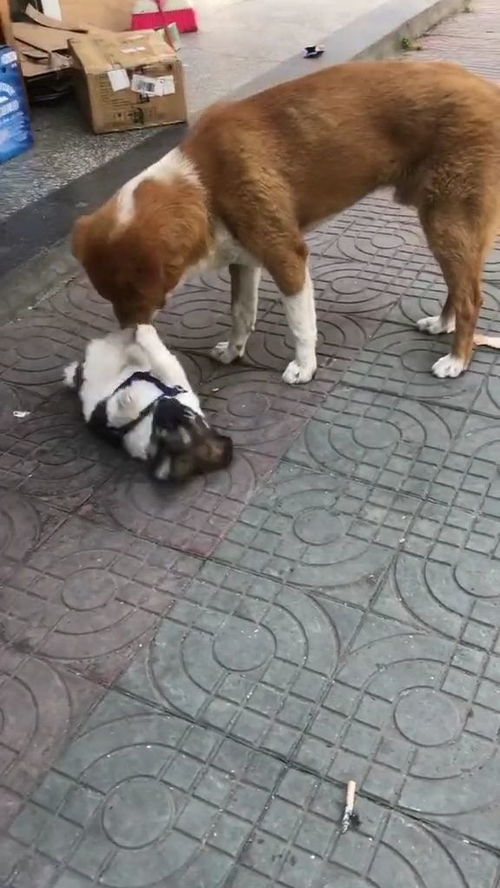 听话的小狗合集在线观看，童话作文不听话的小狗