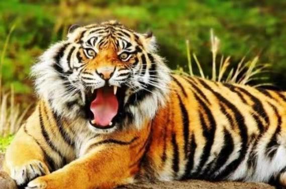 老虎怕什么物品或者东西，老鼠怕猫,猫怕狗,狗怕老虎,老虎怕什么