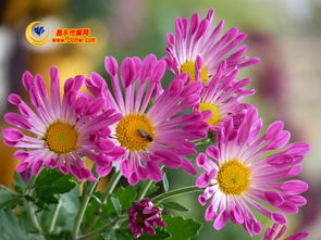 幸福就像花儿一样免费观看，幸福就像花儿一样作文