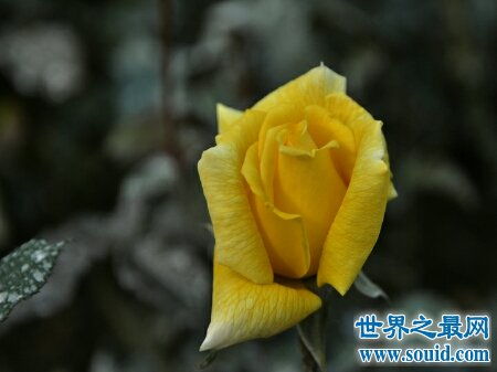 花枝招展的意思解释是什么