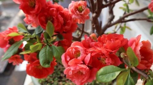 杜鹃花的作文