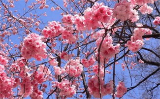 樱花是什么样子