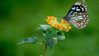 蝴蝶英语butterfly，蝴蝶英语怎么读音发音语音