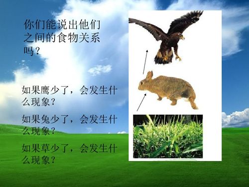 维护生态平衡作文，保护森林资源维护生态平衡