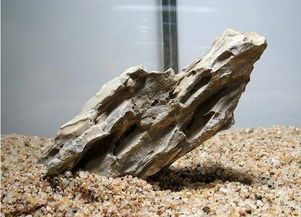 木化石的解释