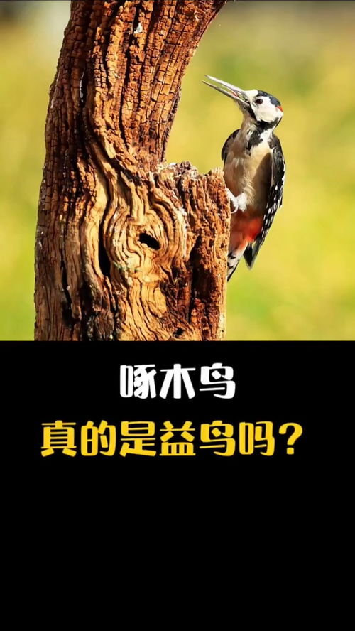益鸟的意思是什么