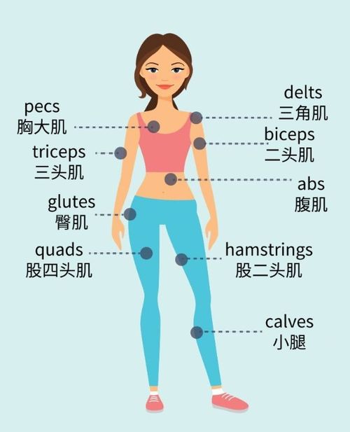 经常锻炼身体的英文，每天坚持锻炼身体的英文