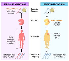 somatic system，somatic symptom disorder