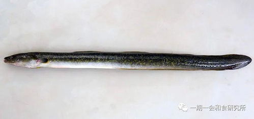 鲈鳗是海里还是淡水，鲈鳗是保护动物吗
