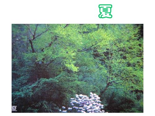 风儿吹过树梢就像有谁奏响了风琴泉水什么就像什么