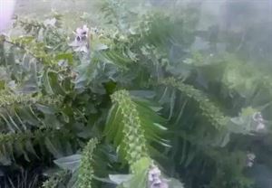 艾有灸草之名还称什么?