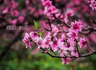 桃花运是不是真的?