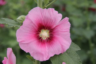 25种常见花花语