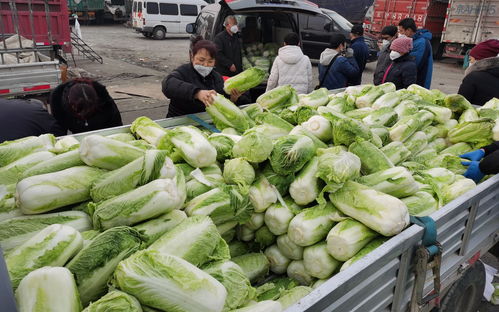 莫言《卖白菜》概括,怎么写?