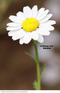 花语app下载，花语天境楼盘详情