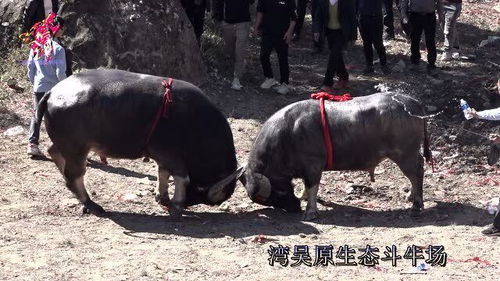 牛脚的营养价值与功效分别是?
