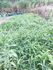 种豆南山下表达了什么