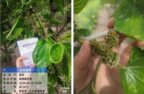 拔萃高中学校，拔萃私立高中招生电话