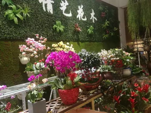 买花在哪个app上买便宜，买花姑娘
