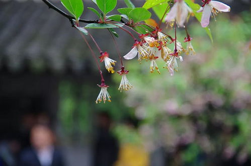 雨前初见花间蕊的下一句，雨前初见花间蕊雨后全无叶底花修辞