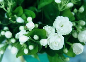 夏天会有什么花开放?