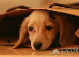 梦见狗是什么意思呢