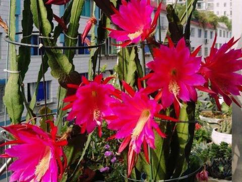 令箭花图片欣赏，令箭花