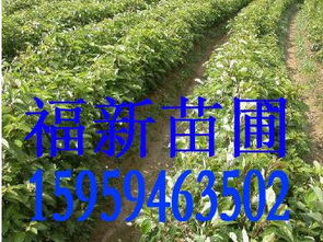 樟树掉下来的白色果子叫什么