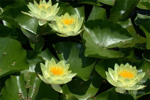 水百合花怎么养殖方法，水百合怎么养才长的好