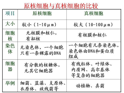 生物中常见的原核生物有哪些?