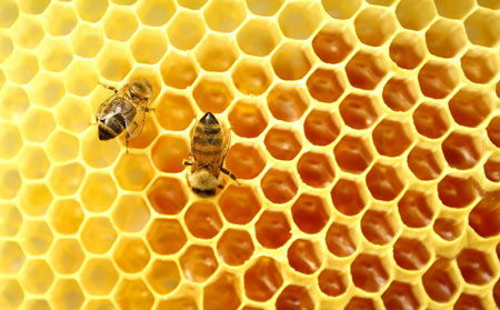 beehives，beehive翻译