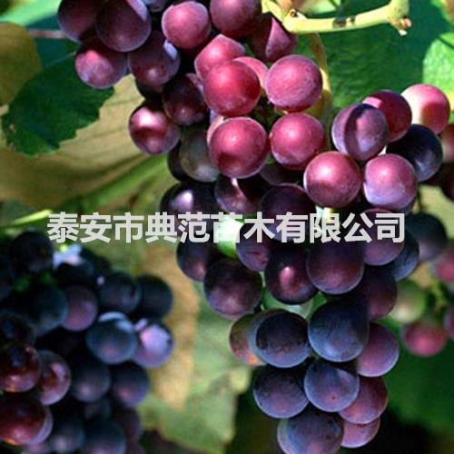 番葡萄是什么