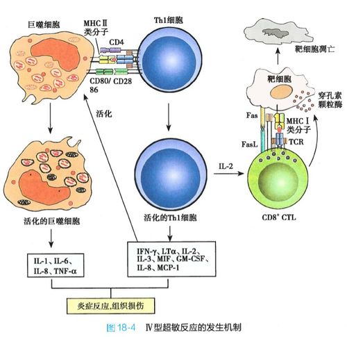致敏T细胞,效应T细胞,细胞毒性T细胞,都有什么区别