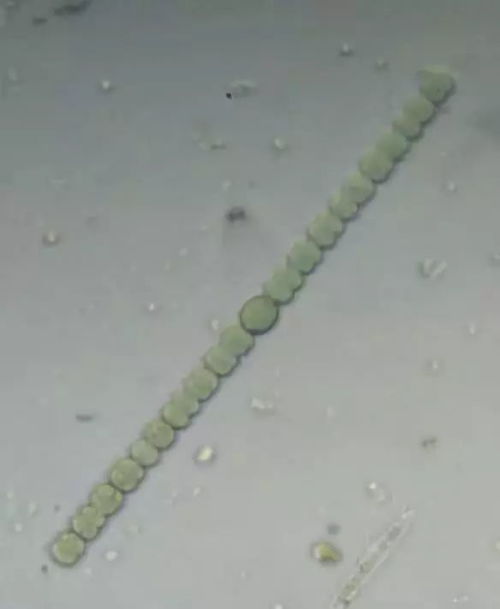 褐藻门蓝藻门是藻类植物中较进化的类群是构成海底森林的主要类群对吗