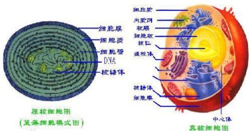原核生物有哪些类群，原核生物有哪些细菌