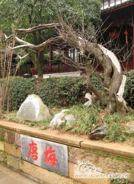腊梅会结果实吗