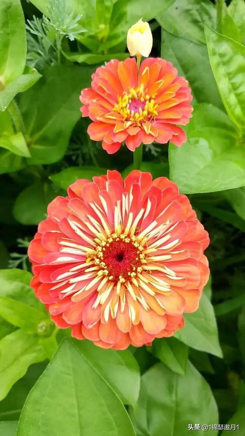 四季花开诗词