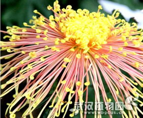 花管图片，花管家app