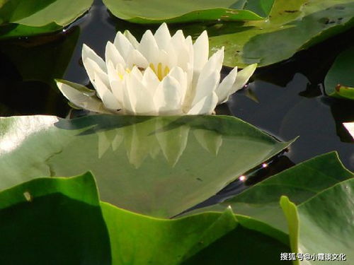 水百合的花语是什么