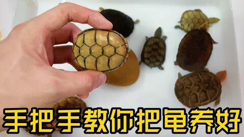 猪嘴蘑菇正确吃法，猪嘴的功效与作用