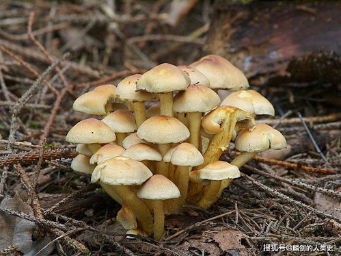 球盖菇食用方法，球盖菇的营养价值及功效介绍视频