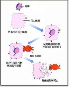 效应t细胞分为哪两种，结核效应t细胞