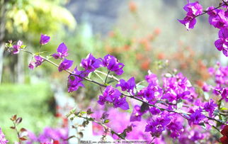 四季花开的寓意和象征，四季花开代表什么生肖