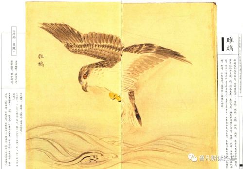 雎鸠诗经翻译，雎鸠诗经原文翻译