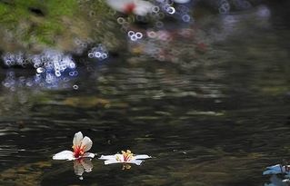 流水无情,落花有意,什么意思?