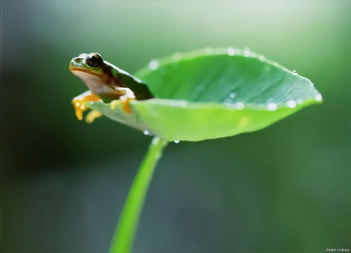 什么时节家家雨青草池塘处处蛙