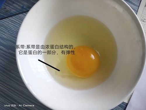鸡卵是什么,鸡卵的发育过程