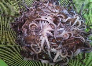鸡卵中能发育成新个体的是什么，鸡卵真的可以壮阳吗